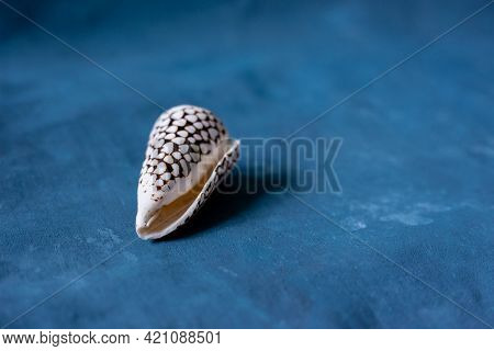 Black Cone On A Blue Background. Conus Marmoreus. Shell With White Triangle.