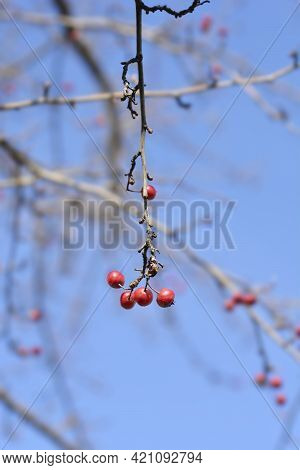 Common Hawthorn Branch With Fruit - Latin Name - Crataegus Monogyna