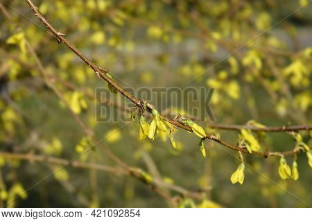 Weeping Forsythia Yellow Flowers - Latin Name - Forsythia Suspensa