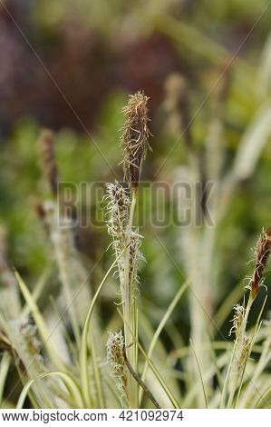 Striped Weeping Sedge Evergold Flowers - Latin Name - Carex Oshimensis Evergold