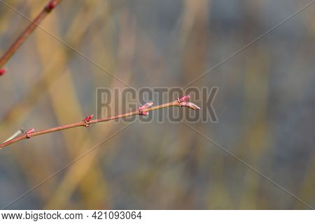 Katsura Japanese Maple Branch With New Leaves - Latin Name - Acer Palmatum Katsura