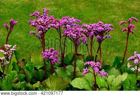 Bergenia Rotblum Is A Deep Pink Flowering Bergenia Variety With Almost Round Leaves. They Are Dark O