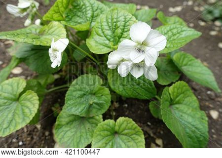 Closeup Of White Flowers Of Viola Sororia Albiflora In Mid May