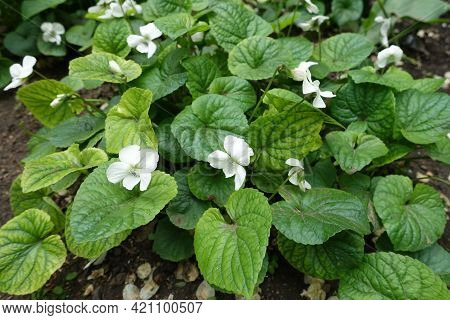 Florescence Of Viola Sororia Albiflora In Mid May