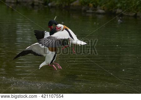 Two Shelduck (tadorna Tadorna) Fighting During The Breeding Season.