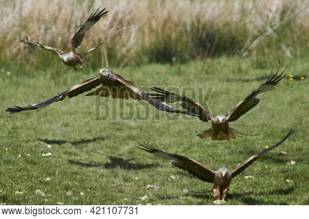 Red Kite (milvus Milvus) Flying Low To Pick Up Food At Gigrin Farm In Wales, United Kingdom.