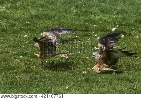 Red Kite (milvus Milvus) Flying Low To Pick Up Food At Gigrin Farm In Wales, United Kingdom.