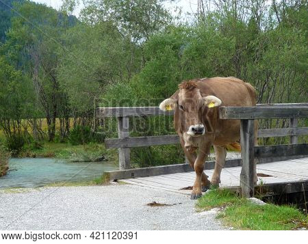 A Cow Is Walking Over A Bridge.