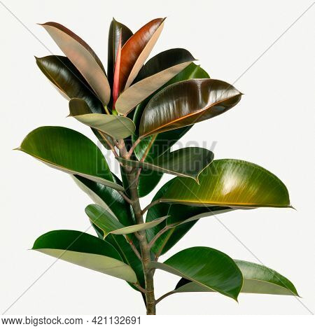 Closeup of natural Indian rubber plant mockup
