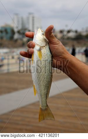 Dead Fish. A person holds a recently caught dead fish. Fishing off a pier a person catches a fish. 