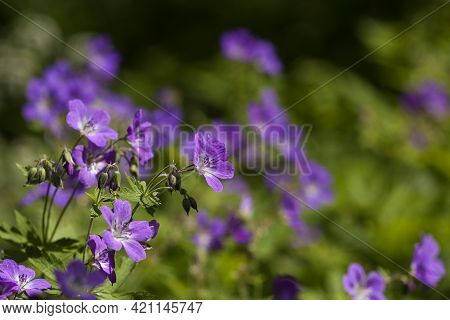Wood Cranesbill (geranium Sylvaticum) Blooming On A Meadow During Swedish Summer