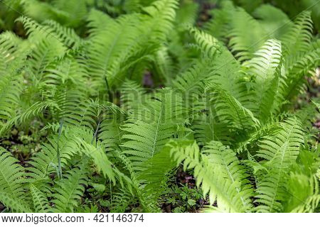 Bright Green Fern On A Summer Sunny Day In The Forest