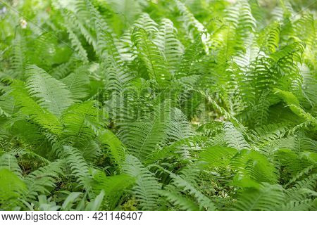 Bright Green Fern On A Summer Sunny Day In The Forest