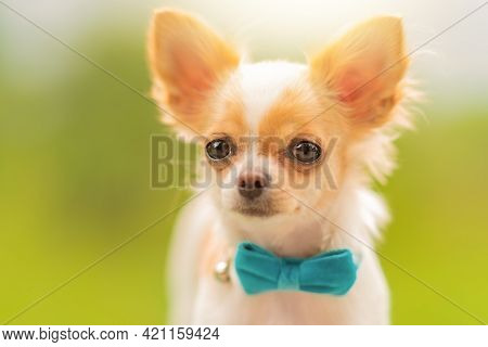 A Red-and-white Spotted Chihuahua. Chihuahua Puppy Is White With Red Spots. Dog, Puppy, Small