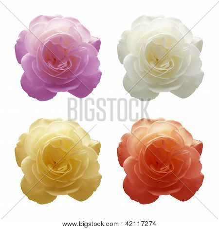 Cuatro rosas