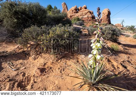 Narrowleaf Yucca Plant Flowering And Blooming In The Spring With Turret Arch In The Background - Arc