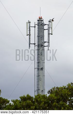 Network Tower With Eleonora's Falcon Spreading Wings (falco Eleonorae), South Africa