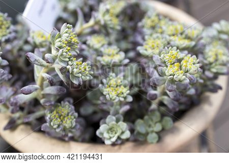 Sedum Of Pale Green Color With Yellow Flowers In A Clay Pot. Fragment Of Decoration Of Garden