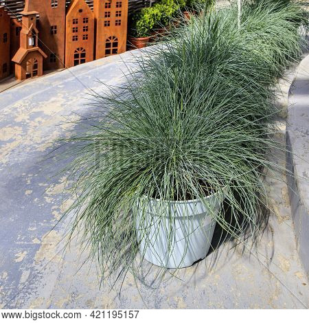 The Festuca Gautieri Amigreen Grass Planters Are Located Along The Edges Of The Garden Path. Wooden 