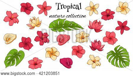 Tropical Collection With Exotic Flowers And Carved Leaves In Cartoon Style