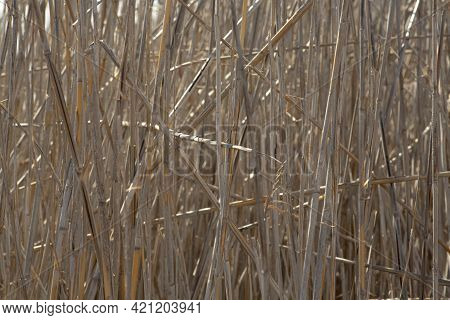 Image For Texture, Reedbed Background Close Up In Sunny Day