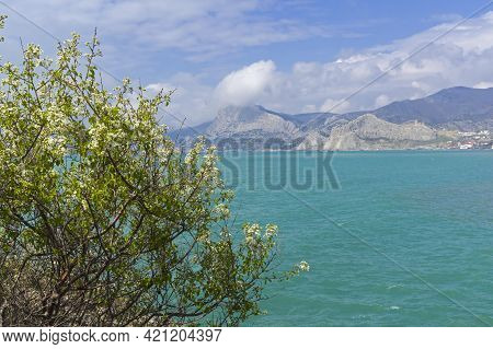 Blooming Tree By The Sea. View From The Foot Of Cape Alchak Along The Sudak Bay. Sudak, Crimea, End 