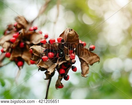 Abrus Precatorius.with Bright Red The Children.