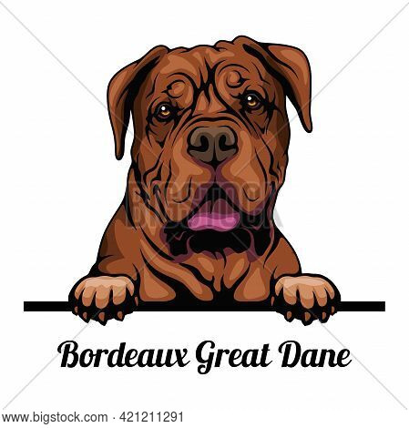 Bordeaux Great Dane - Dog Breed. Color Image Of A Dogs Head Isolated On A White Background