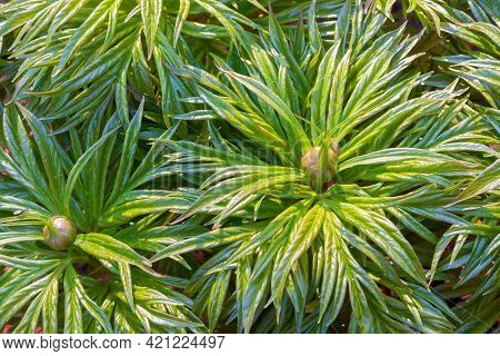 The Lush Green Foliage Of The Peony Plant Is Widely Used In Medicine For Medicinal Purposes.