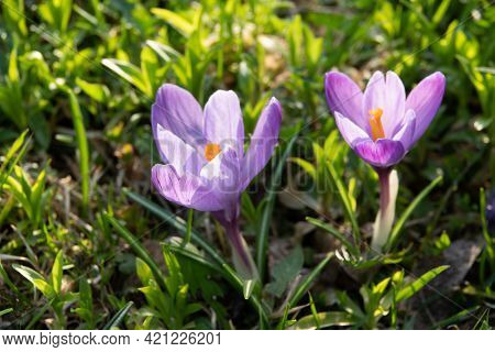 Muscari Flower.muscari Armeniacum.grape Hyacinths .muscari Flowers In Warm Sunshine On A Blurred Gra