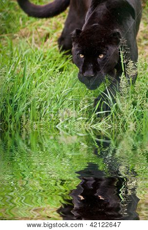 Black Jaguar Panthera Onca Prowling Through Long Grass Reflected In Calm Water