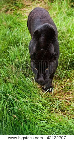 Black Jaguar Panthera Onca Prowling Thorugh Long Grass