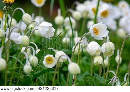 Meadow With The Windflower With The Mountains At The Background