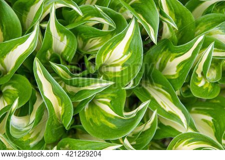 Host Flowering In A Flowerbed In A Country Garden. Sunshine. Daylight