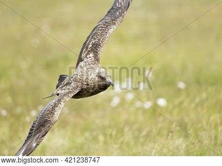 Close Up Of A Great Skua In Flight In Moorlands, Shetland Islands, Uk.