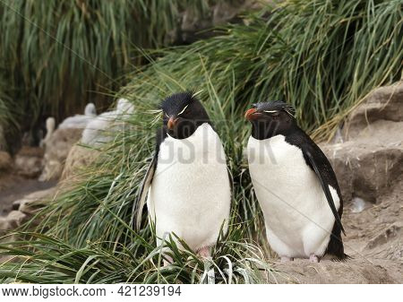Two Rockhopper Penguins Standing In Tussac Grass On A Coastal Area Of The Falkland Islands.