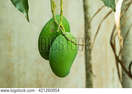 A Bunce Of Green Sour And Sweet Mango Hang On Above 1 Fit From Land