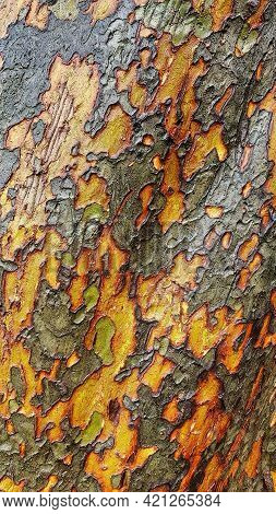 Close Up Of The Golden Colour Of The Bark From A Chinese Elm Tree Or Lacebark Elm It Is A Native To 