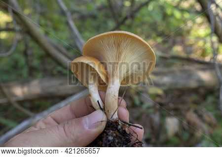 Poisonous Mushrooms In Hand Close-up. Toxic Fungus Clitocybe. Macro.