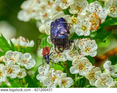 colorful beetle on blooming white flowers (cetonia aurata)
