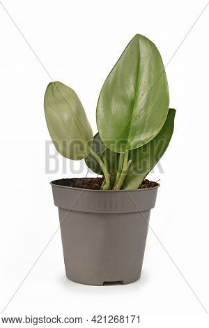 Small Tropical Houseplant With Botanic Name 'scindapsus Treubii Moonligh' In Flower Pot Isolated On 
