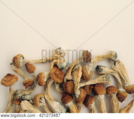 Pile Of Psilocybe Cubensis Mushrooms On White Background. Psilocybin Psychedelic Magic Mushrooms Gol