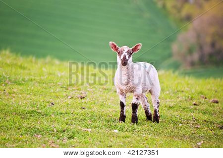 Spring lamb in Spring rural farm landscape