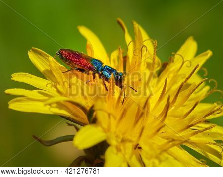 colorful beetle on yellow flower in spring - Anthaxia (Anthaxia) bicolor Falderman