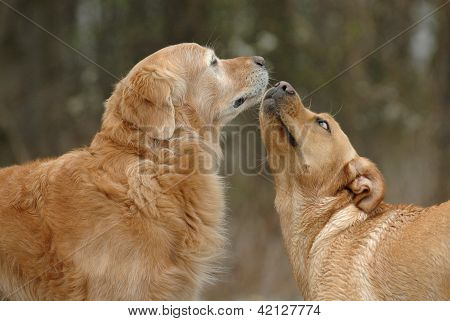 Young dog arranges among themselves