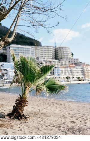 Palm Tree On The Beach Against The Background Of New Beautiful Buildings In The Town Of Rafailovici,