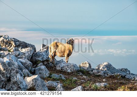 View Of Rocca Del Crasto Near Alcara Li Fusi Town In The Nebrodi Park, Sicily