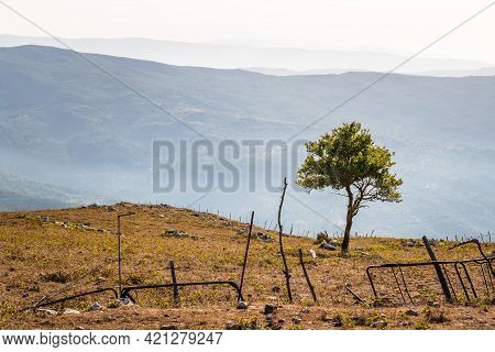 Isolated Tree On Rocca Del Crasto Near Alcara Li Fusi In Nebrodi Park, Sicily