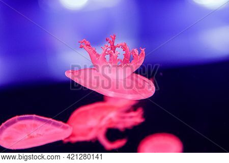 Macro Of A Beautiful Jellyfish Cassiopea Andromeda Close Up