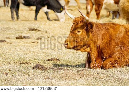Red Cattle, Lying On Hay At Spring Field. Red Breed Cow For Meat And Milk. Farming, Free Grazing Con
